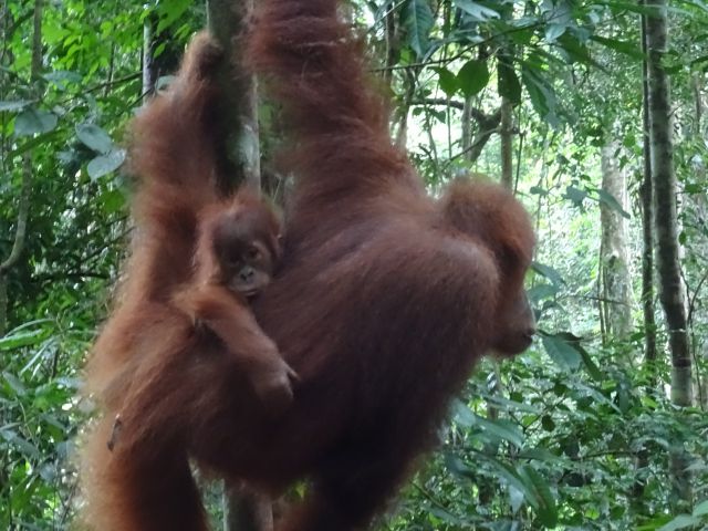 Bukit Lawang